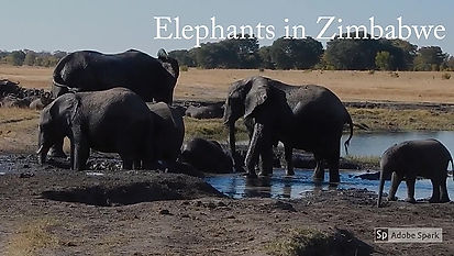 If you visit Zimbabwe: Elephants